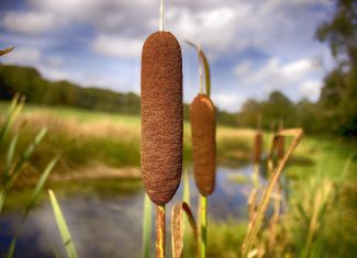 What Parts of Cattails are Edible?